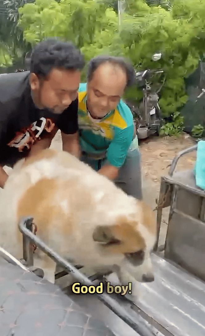 Overfed to the Point of Collapse, This Street Dog's Comeback Will Leave You in Tears